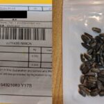 펜실베이니아 주민들 우편함에 정체불명 씨앗이 도착했습니다… 당국이 절대 심지 말라고 경고한 이유